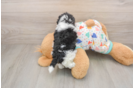 Havapoo Puppy for Adoption