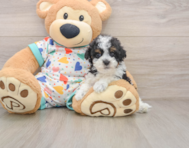 7 week old Havapoo Puppy For Sale - Florida Fur Babies