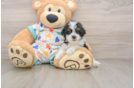 Fluffy Havapoo Poodle Mix Pup