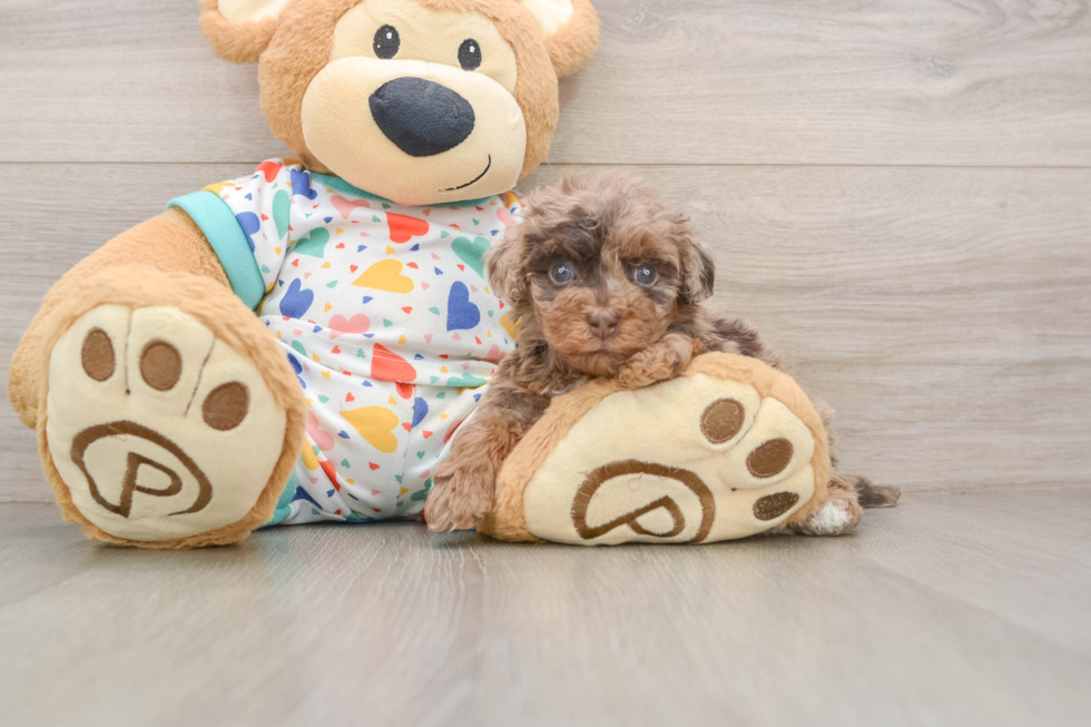 Petite Havapoo Poodle Mix Pup