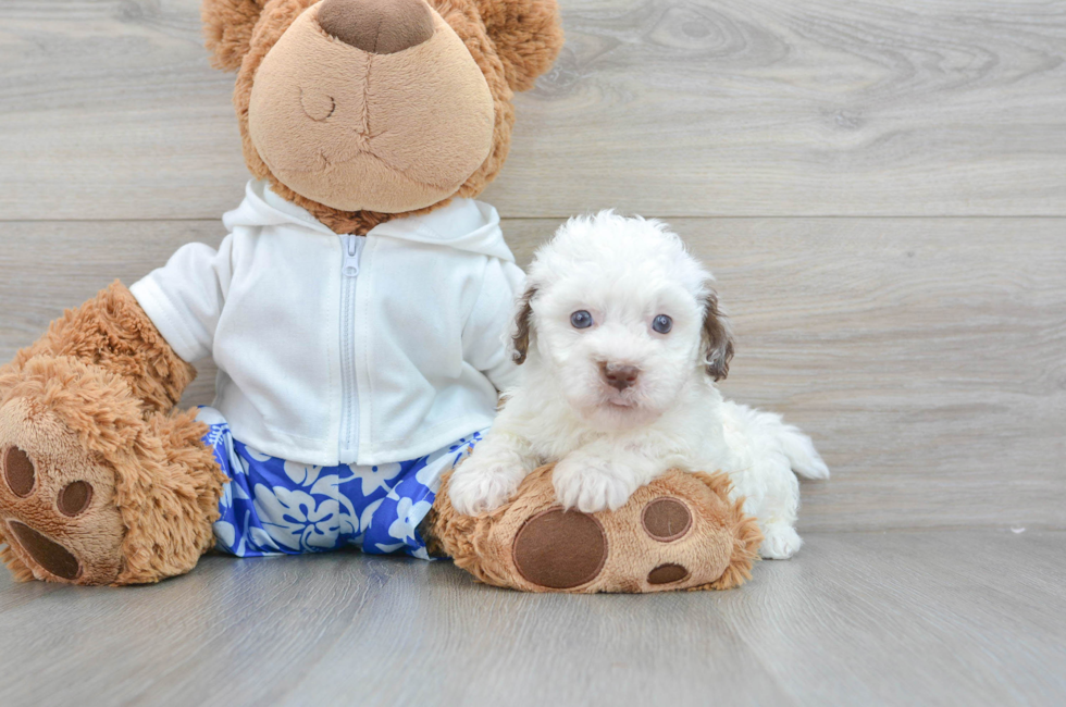 5 week old Havapoo Puppy For Sale - Florida Fur Babies
