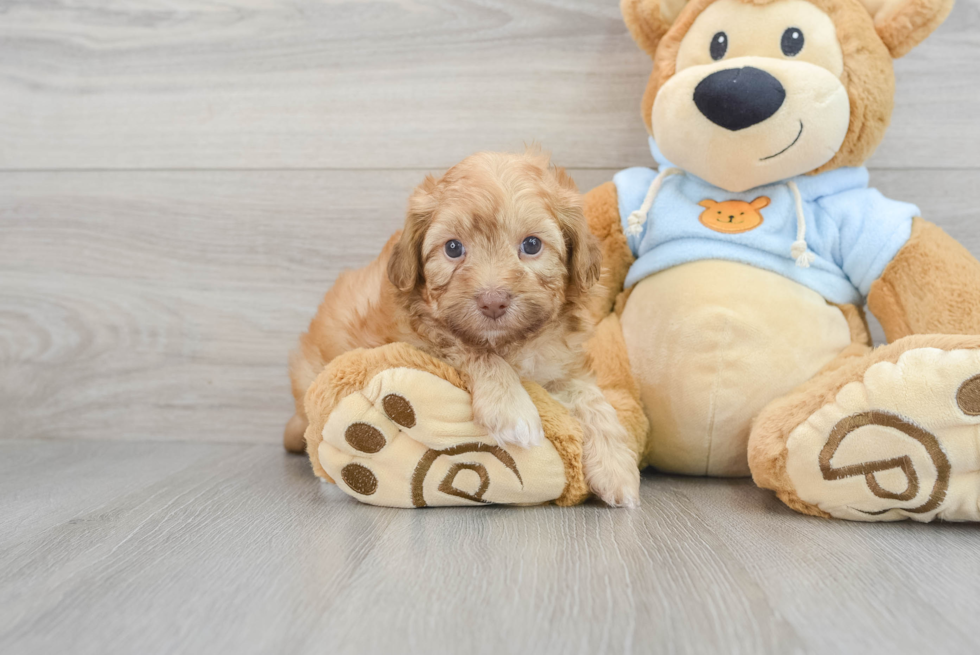 Cute Havapoo Baby