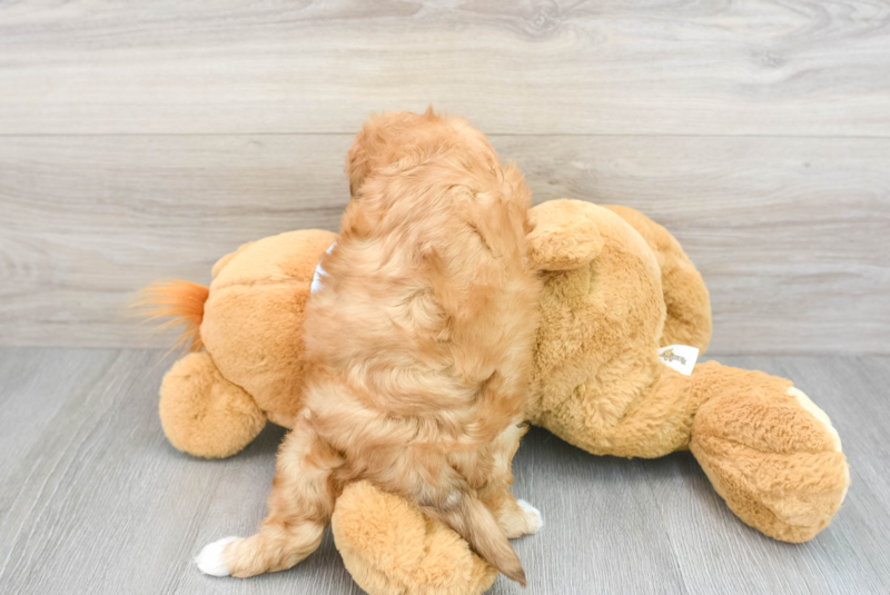 Meet Enrique - our Havapoo Puppy Photo 2/3 - Florida Fur Babies