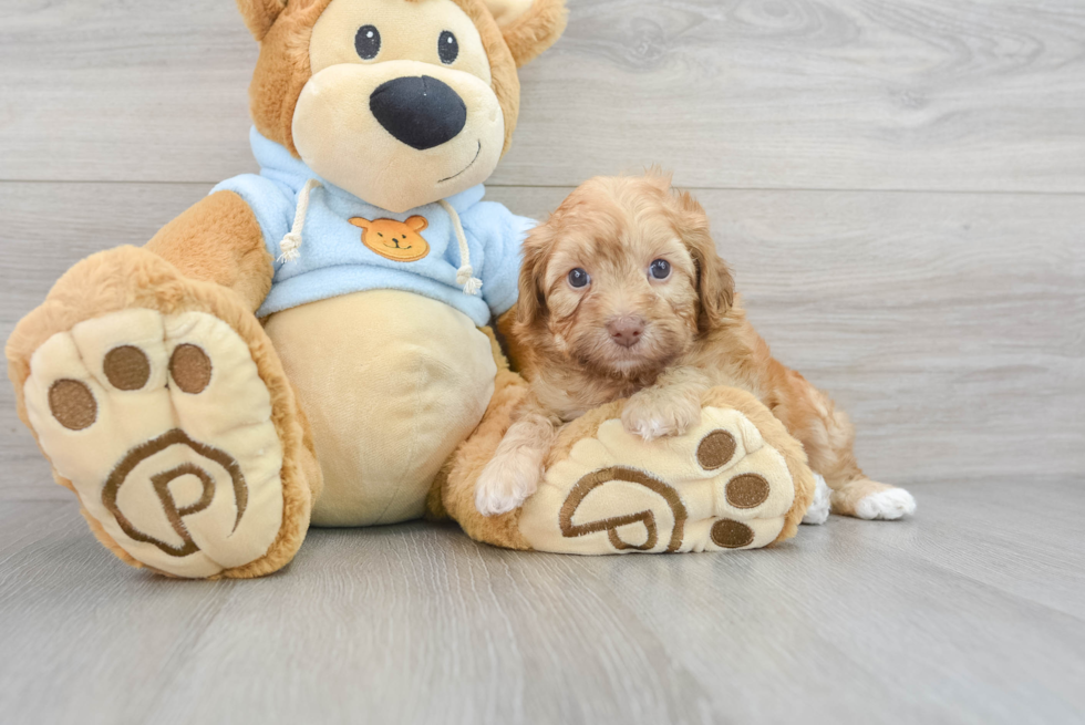 Havapoo Puppy for Adoption