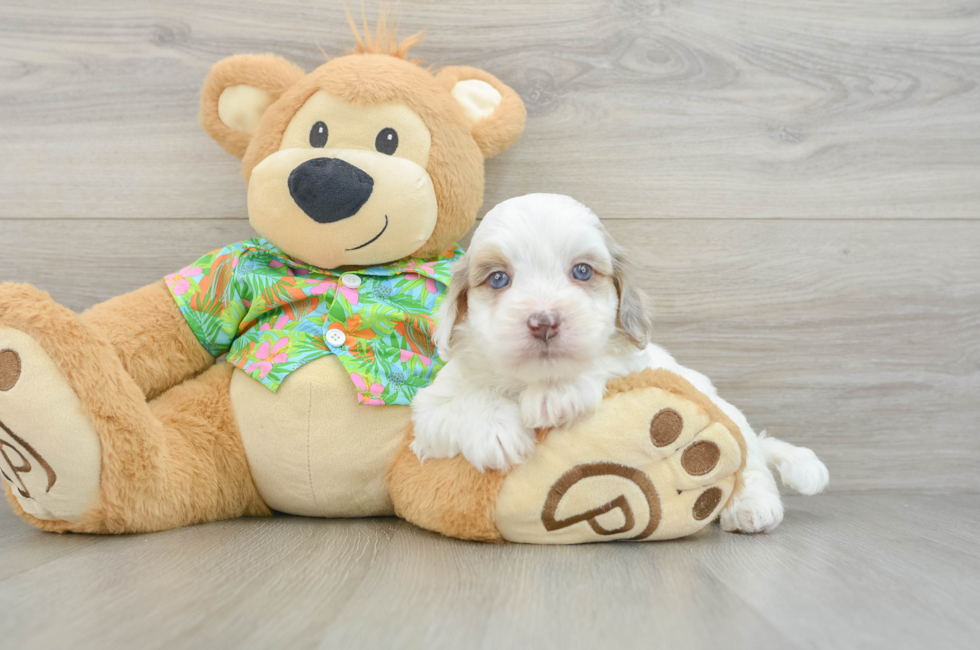5 week old Havapoo Puppy For Sale - Florida Fur Babies