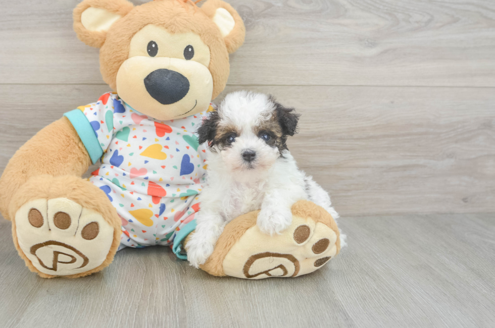 6 week old Havapoo Puppy For Sale - Florida Fur Babies