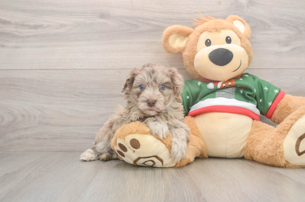 5 week old Havapoo Puppy For Sale - Florida Fur Babies