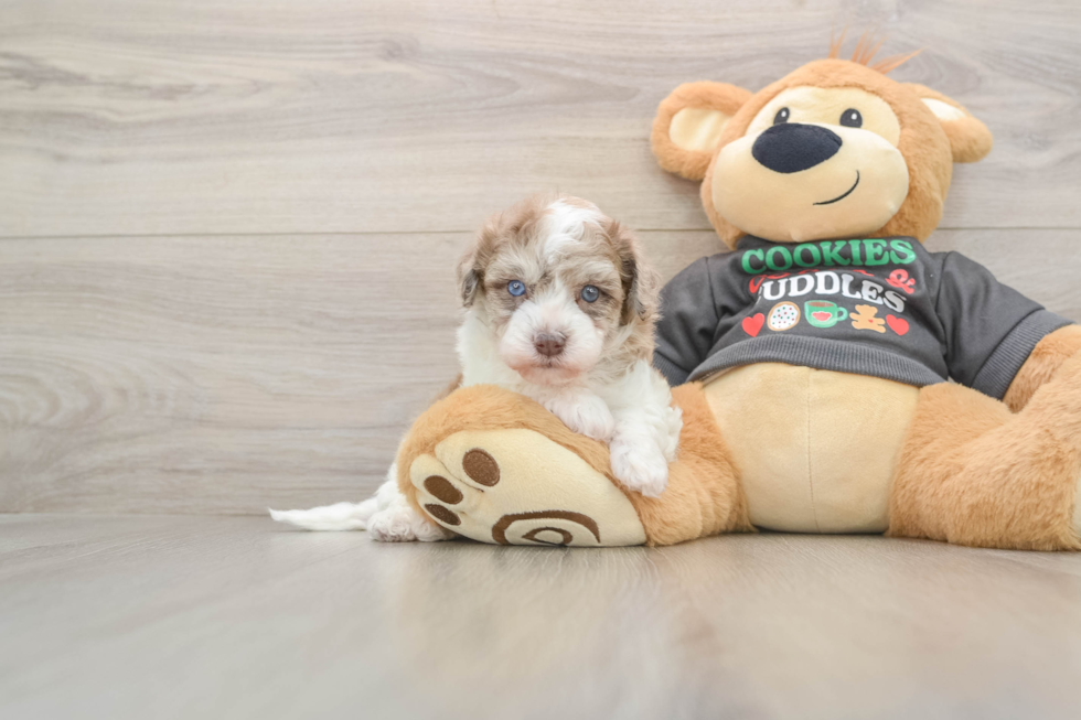 Havapoo Puppy for Adoption