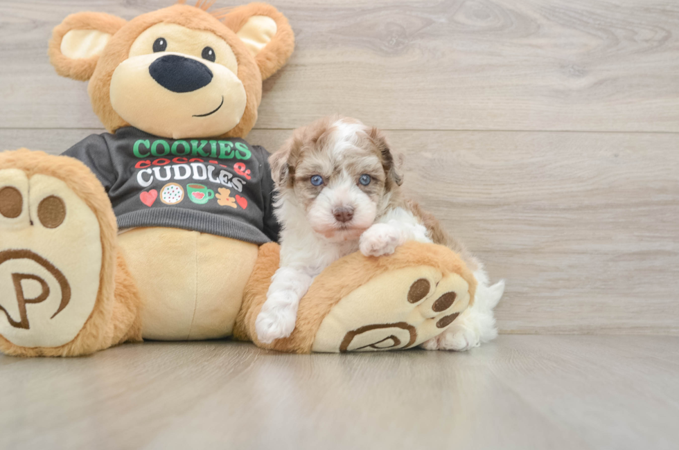 5 week old Havapoo Puppy For Sale - Florida Fur Babies