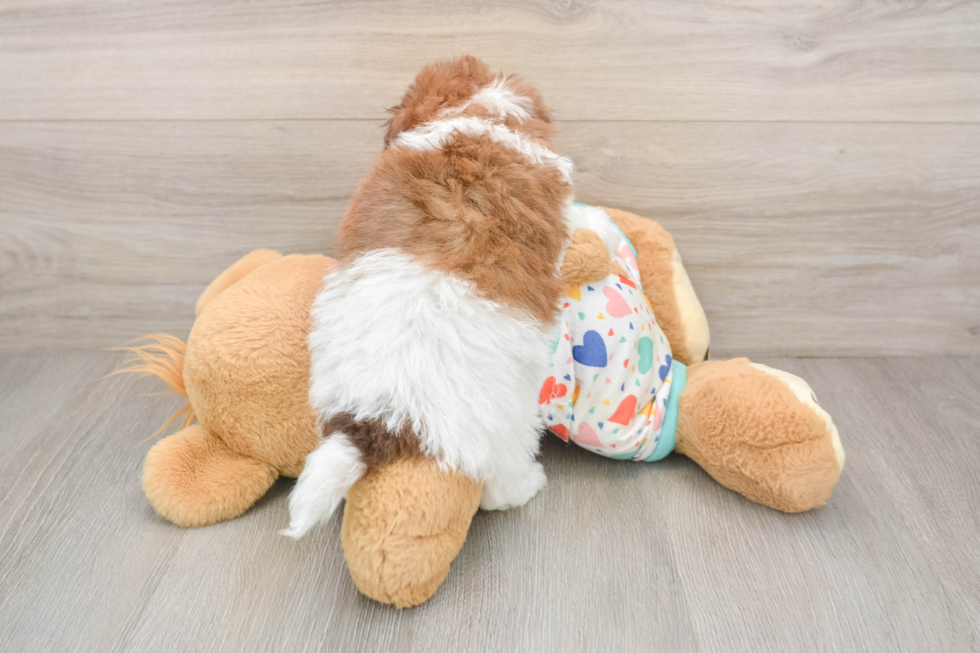 Playful Havadoodle Poodle Mix Puppy