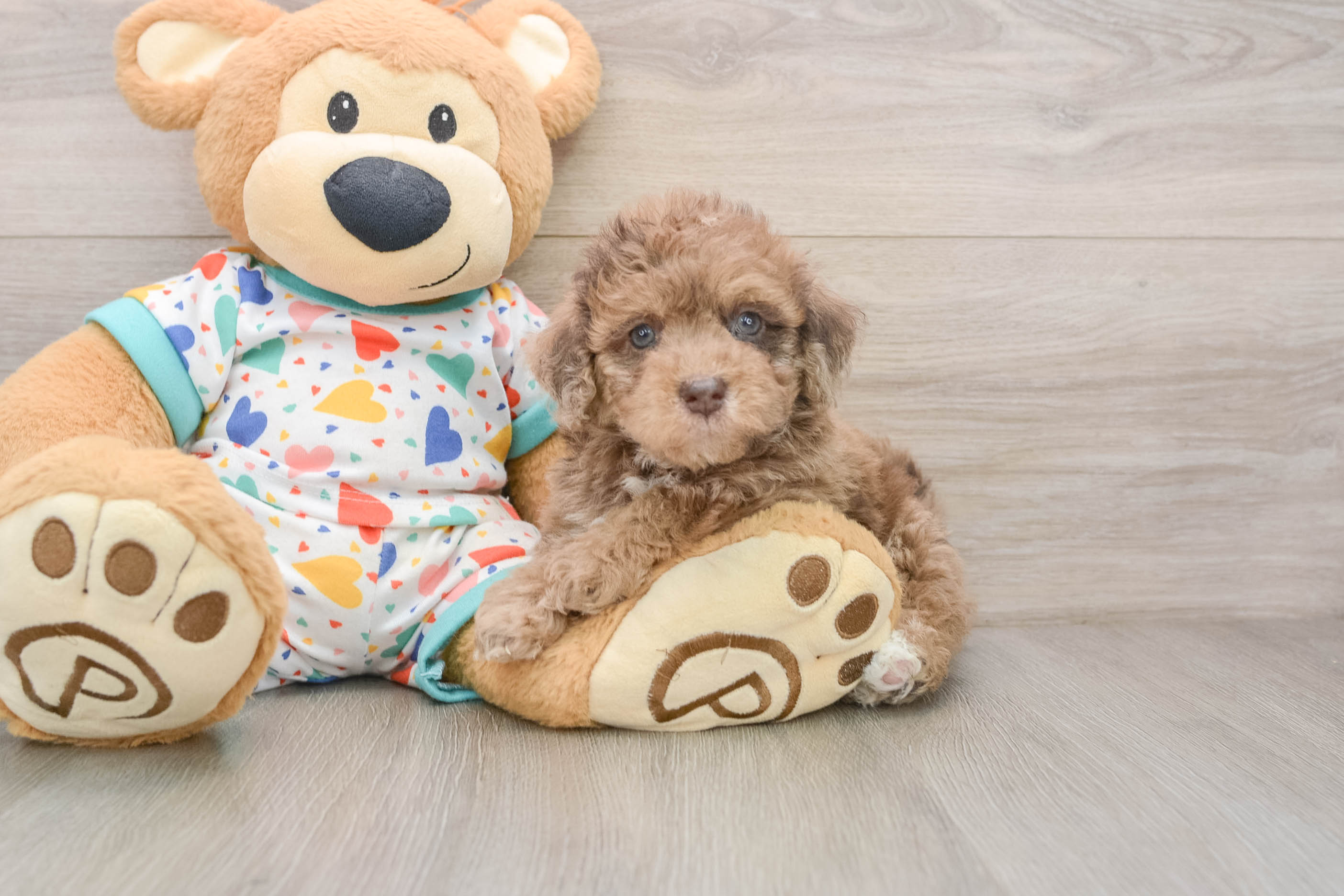 Havapoo Puppy for Adoption