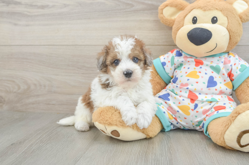 6 week old Havapoo Puppy For Sale - Florida Fur Babies
