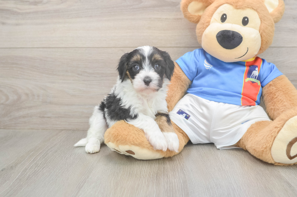5 week old Havapoo Puppy For Sale - Florida Fur Babies