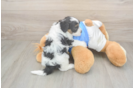 Funny Havapoo Poodle Mix Pup