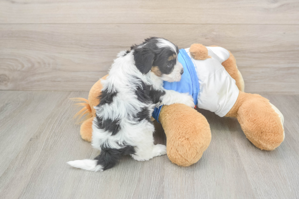 Funny Havapoo Poodle Mix Pup