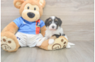 Fluffy Havapoo Poodle Mix Pup