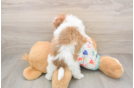 Smart Havapoo Poodle Mix Pup