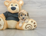 8 week old Havapoo Puppy For Sale - Florida Fur Babies