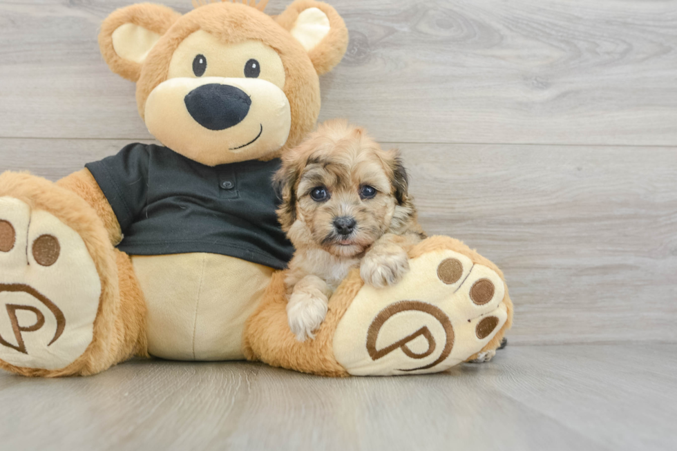 Adorable Havadoodle Poodle Mix Puppy