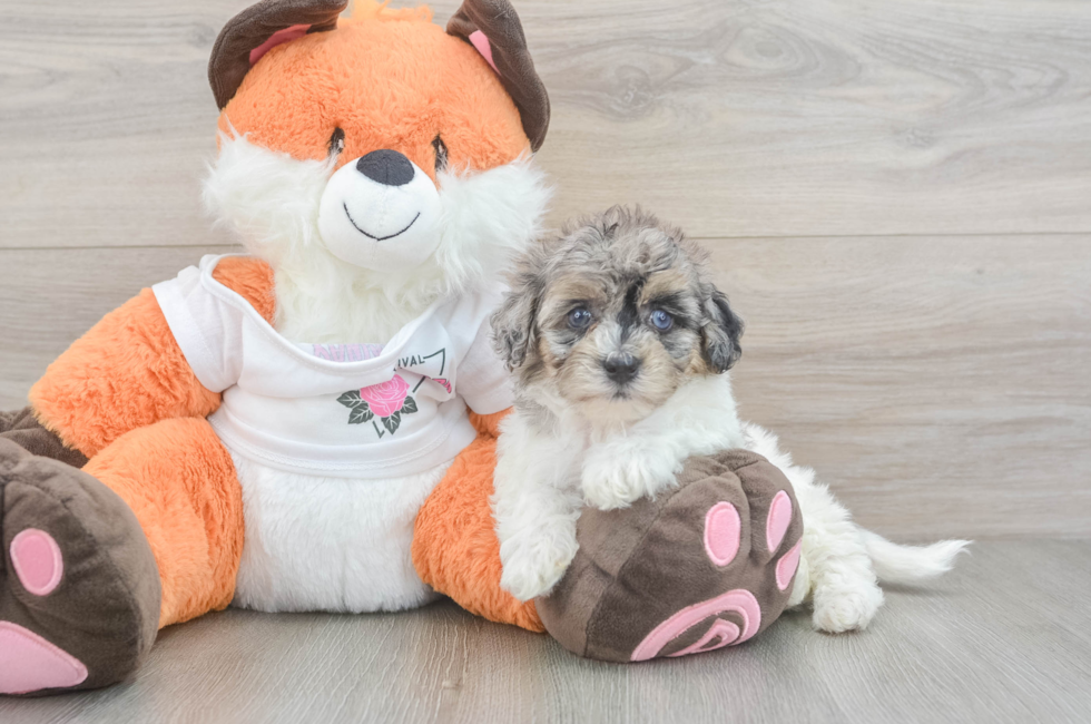 5 week old Havapoo Puppy For Sale - Florida Fur Babies