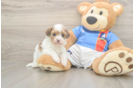 Popular Havapoo Poodle Mix Pup