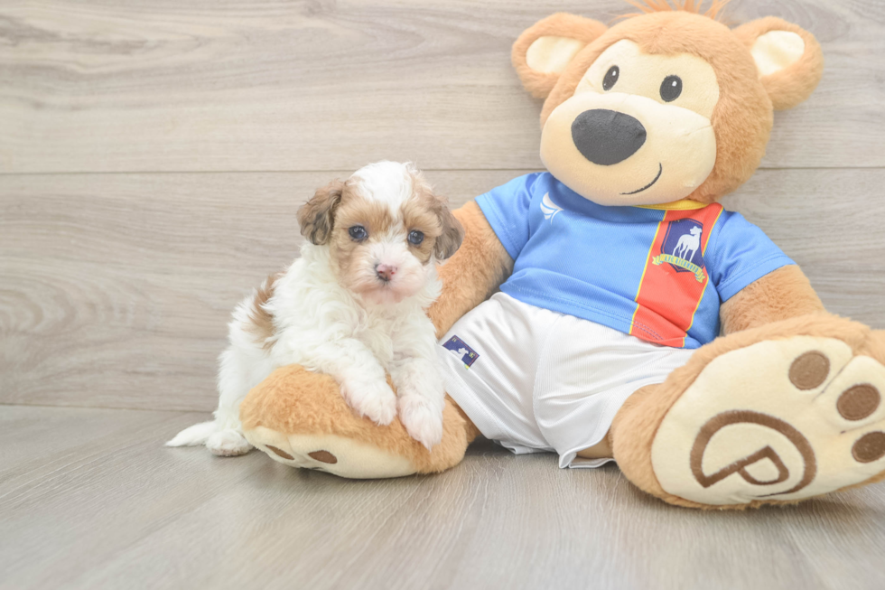 Popular Havapoo Poodle Mix Pup
