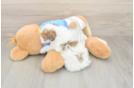 Best Havapoo Baby