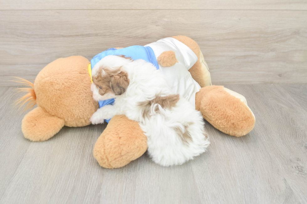 Best Havapoo Baby
