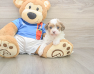 8 week old Havapoo Puppy For Sale - Florida Fur Babies