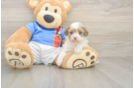 Petite Havapoo Poodle Mix Pup