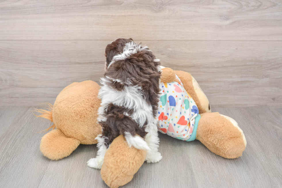 Popular Havapoo Poodle Mix Pup