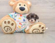 8 week old Havapoo Puppy For Sale - Florida Fur Babies