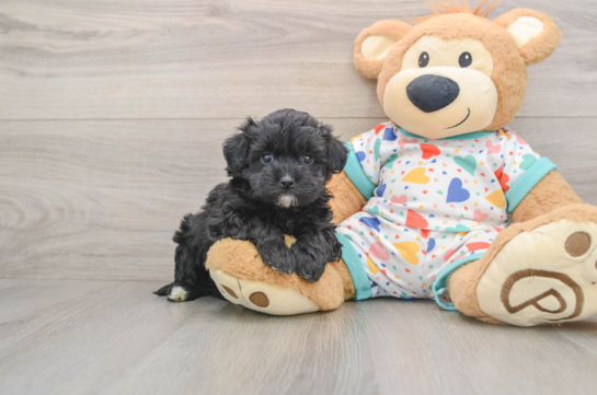 Hypoallergenic Havadoodle Poodle Mix Puppy