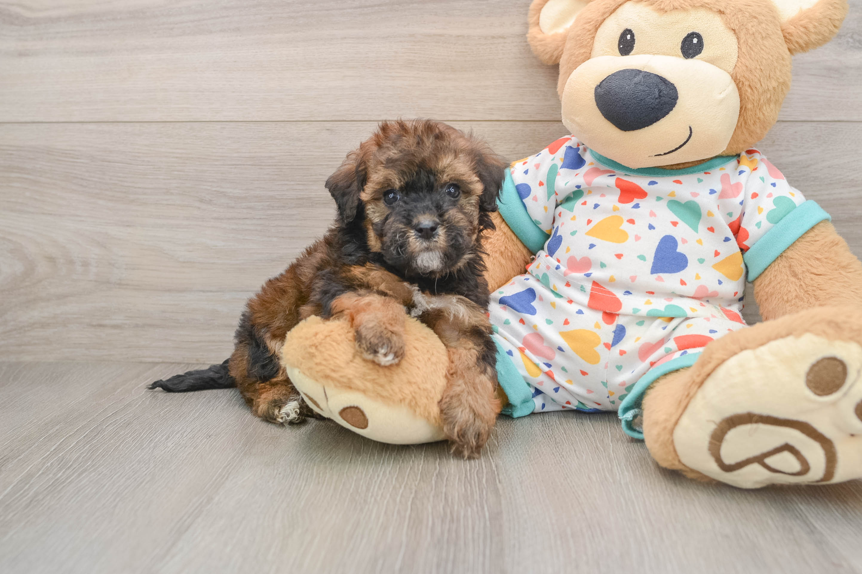 Hypoallergenic Havadoodle Poodle Mix Puppy