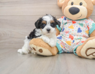 8 week old Havapoo Puppy For Sale - Florida Fur Babies