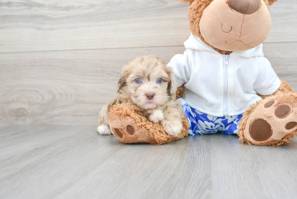 Sweet Havapoo Baby