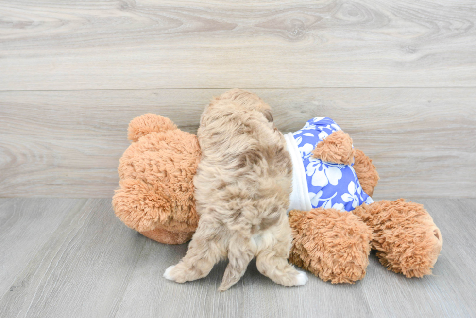 Playful Havadoodle Poodle Mix Puppy