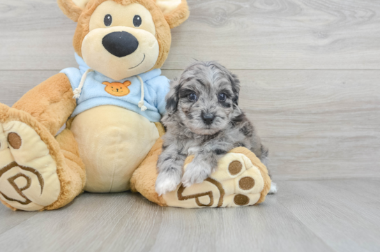 Havapoo Pup Being Cute