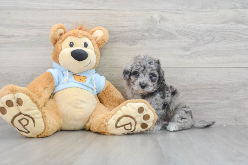 6 week old Havapoo Puppy For Sale - Florida Fur Babies