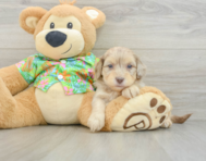 7 week old Havapoo Puppy For Sale - Florida Fur Babies