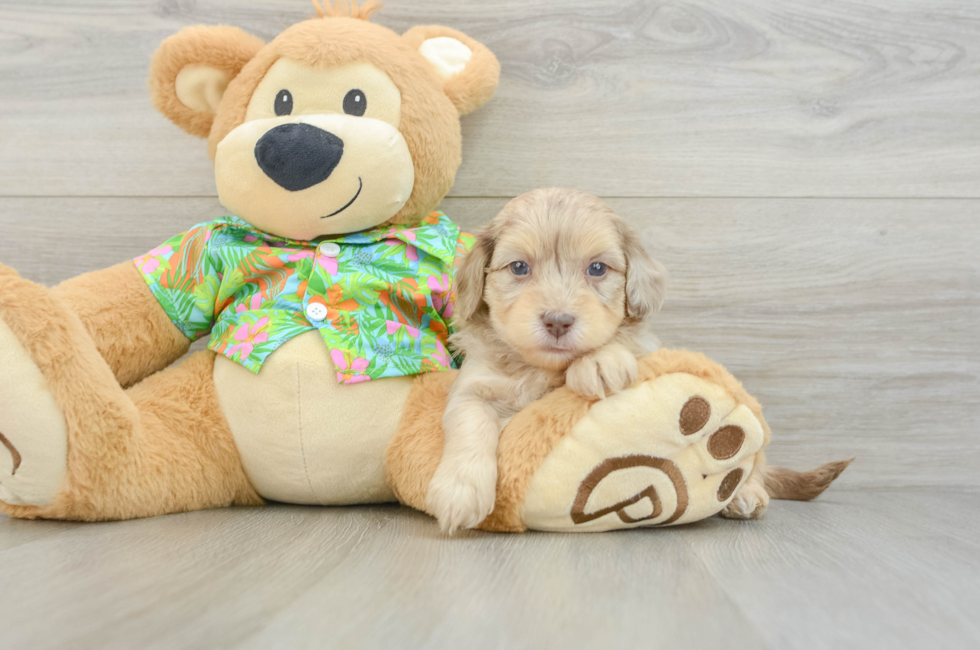 5 week old Havapoo Puppy For Sale - Florida Fur Babies