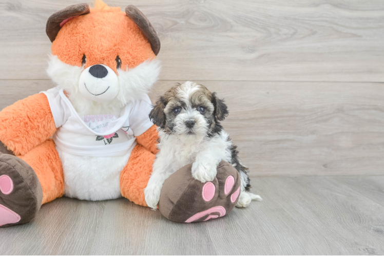 Havapoo Pup Being Cute