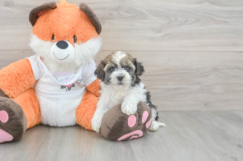 5 week old Havapoo Puppy For Sale - Florida Fur Babies
