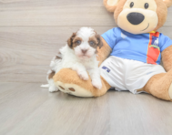 8 week old Havapoo Puppy For Sale - Florida Fur Babies