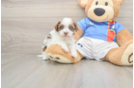 Havapoo Puppy for Adoption