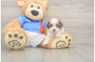 Funny Havapoo Poodle Mix Pup
