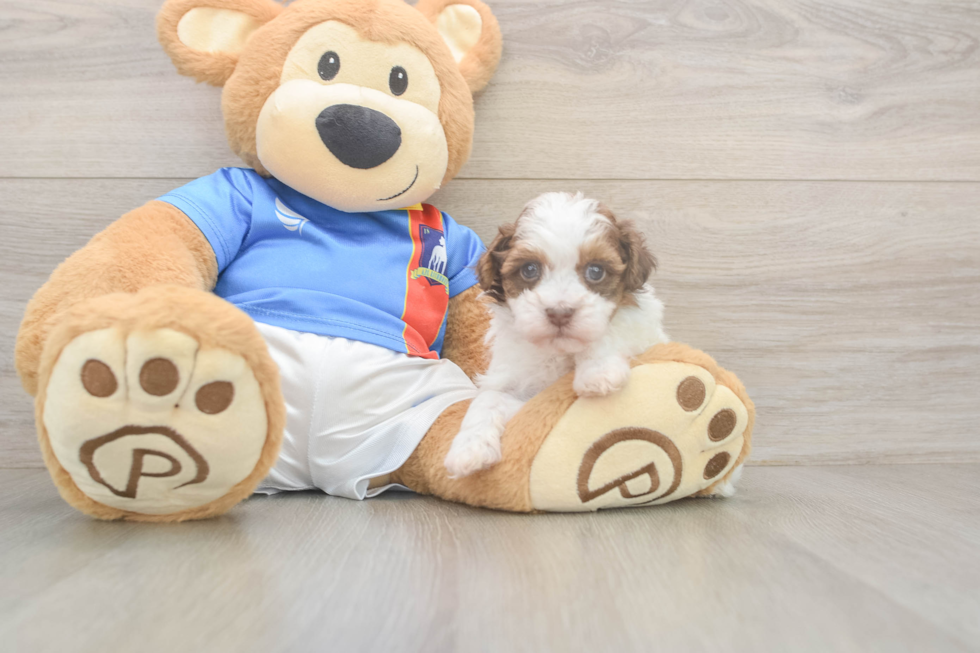 Funny Havapoo Poodle Mix Pup