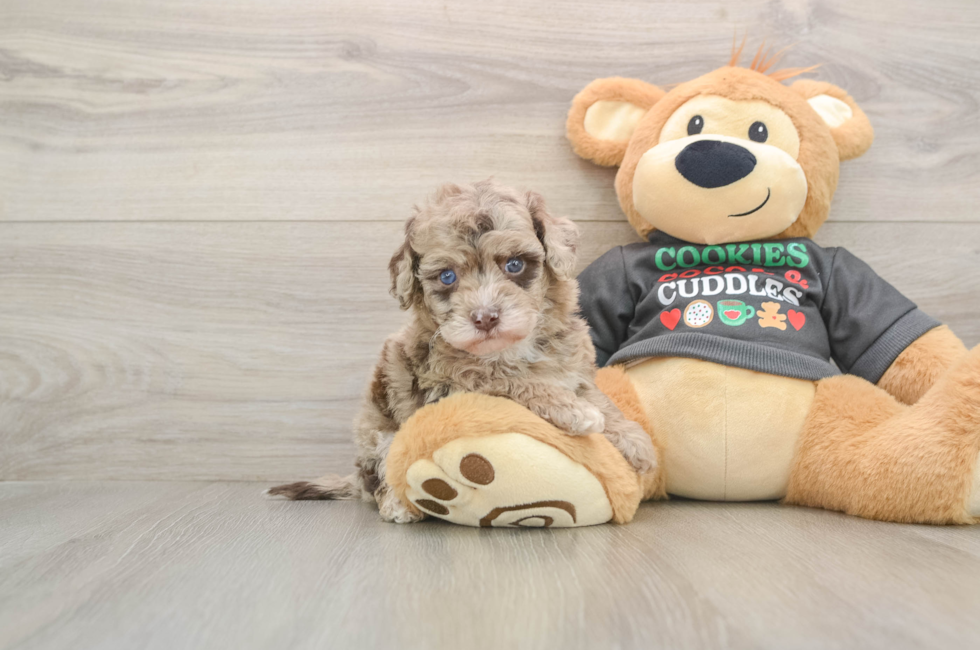 5 week old Havapoo Puppy For Sale - Florida Fur Babies