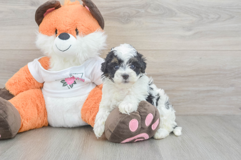 5 week old Havapoo Puppy For Sale - Florida Fur Babies