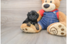 Petite Havapoo Poodle Mix Pup